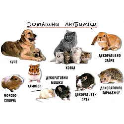 Мини табло: Домашни любимци