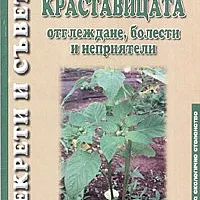 Краставицата: отглеждане, болести и неприятели