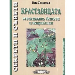 Краставицата: отглеждане, болести и неприятели