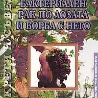 Бактериален рак по лозата и борба с него