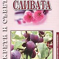 Сливата
