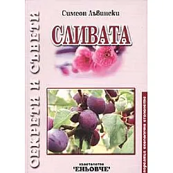 Сливата