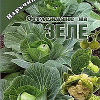 Отглеждане на зеле