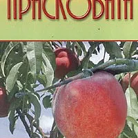 Прасковата