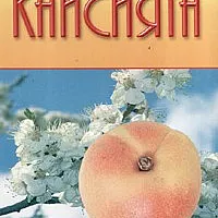 Кайсията