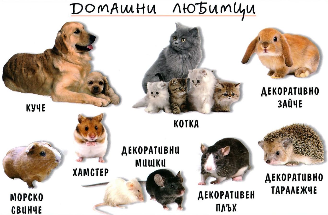 Мини табло: Домашни любимци
