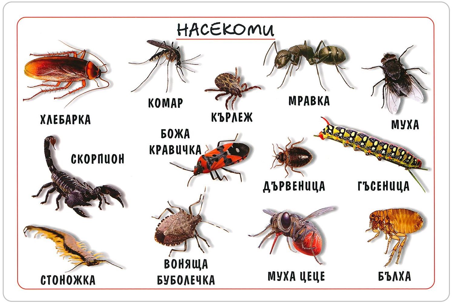Мини табло: Насекоми