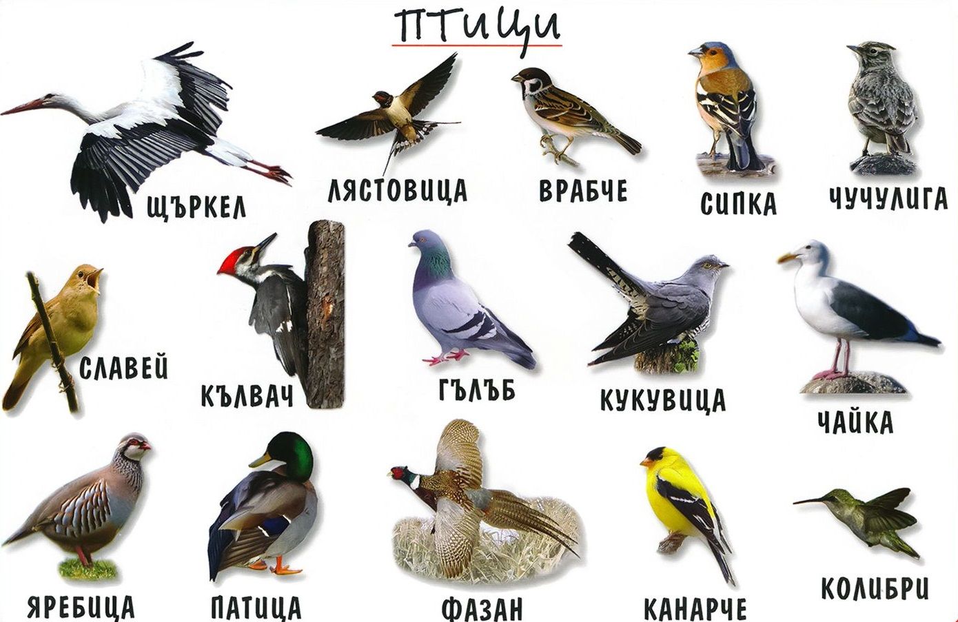 Мини табло: Птици